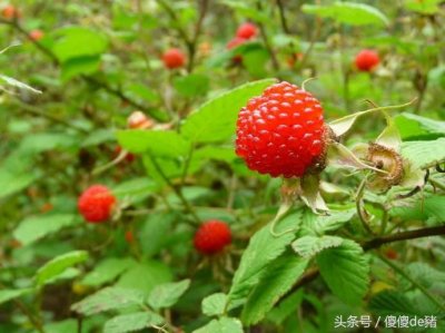 ​三月泡是什么？！