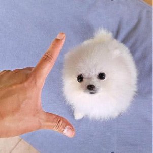 ​“袖珍狗”到底有多小？小到可以放进口袋里，长度只有一个手指头