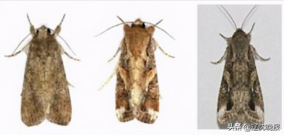 ​严防草地贪夜蛾登陆！沈阳9个涉农地区全域监测“毛毛虫”