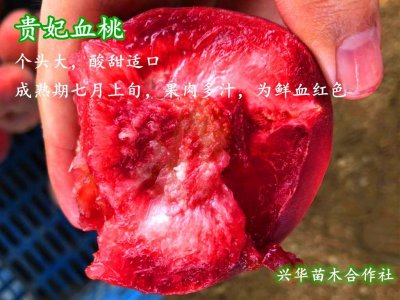 ​血桃——咬一口血色十足，特别的诱人眼球，高端果品中的佼佼者
