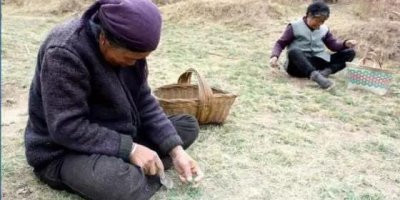 ​陕西陇县人的最爱苜蓿菜