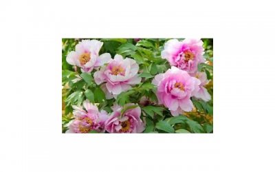 ​提升男性持久力的最佳方法