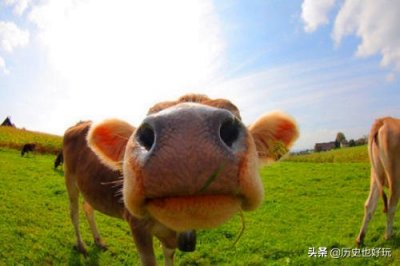 ​出家道士为什么被称为牛鼻子老道？