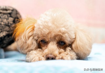 ​泰迪是什么犬种？泰迪是如何分类的