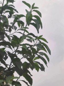 ​充满异国风情的神奇植物：南非叶