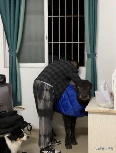 ​广东男子在出租屋养牛，曾被房东赶出：养牛为时刻提醒自己不要甘心当牛马，要