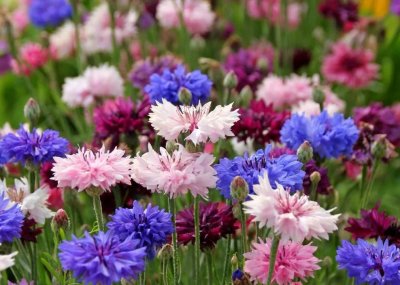 ​| 矢车菊：这一抹蓝清凉了夏天