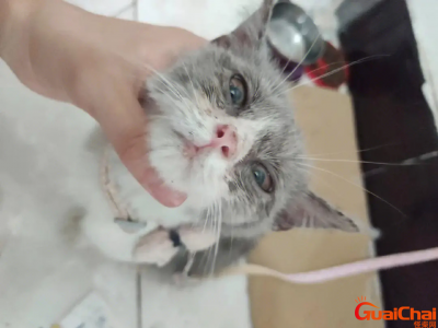 ​猫瘟是怎么引起的？猫瘟的早起症状