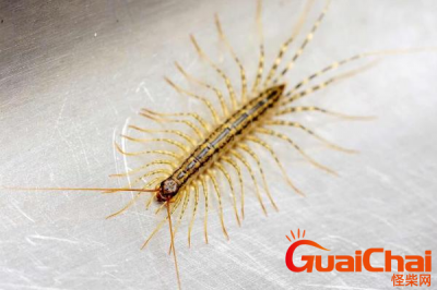 ​蚰蜒有害吗 蚰蜒害怕什么