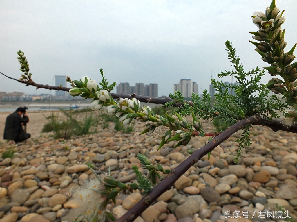 珍稀植物:疏花水柏枝