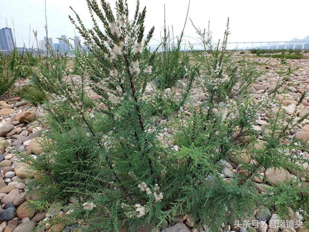 珍稀植物:疏花水柏枝