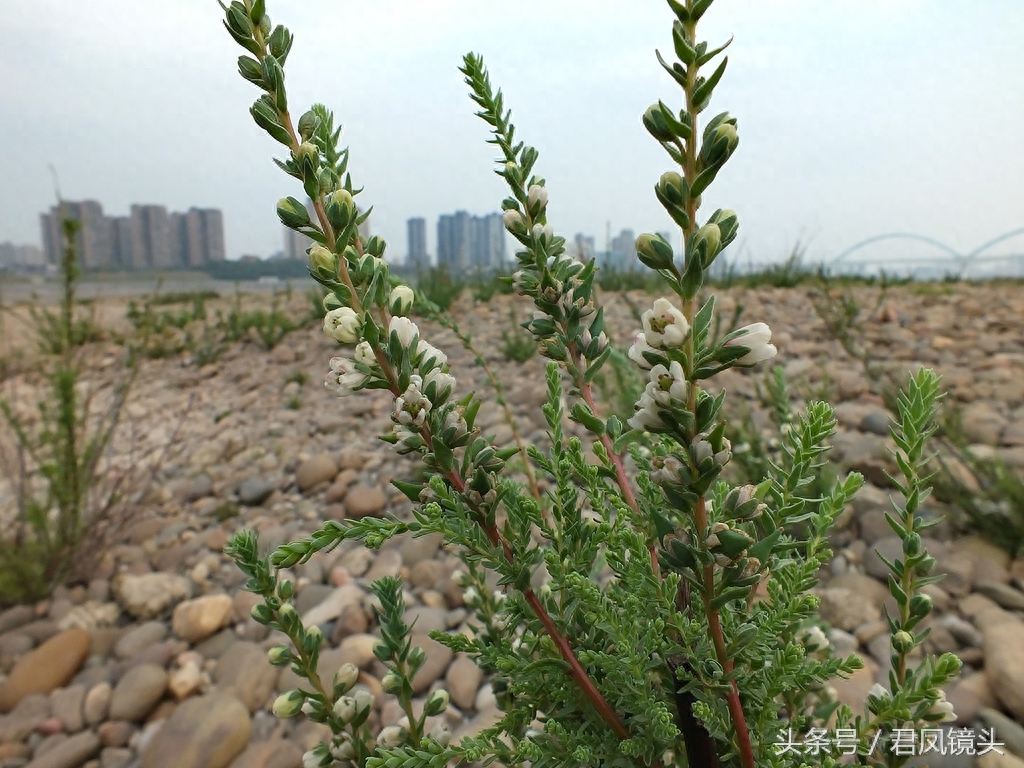 珍稀植物:疏花水柏枝