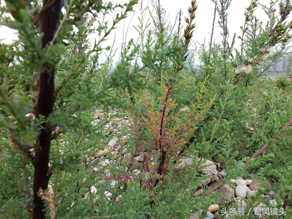 珍稀植物:疏花水柏枝