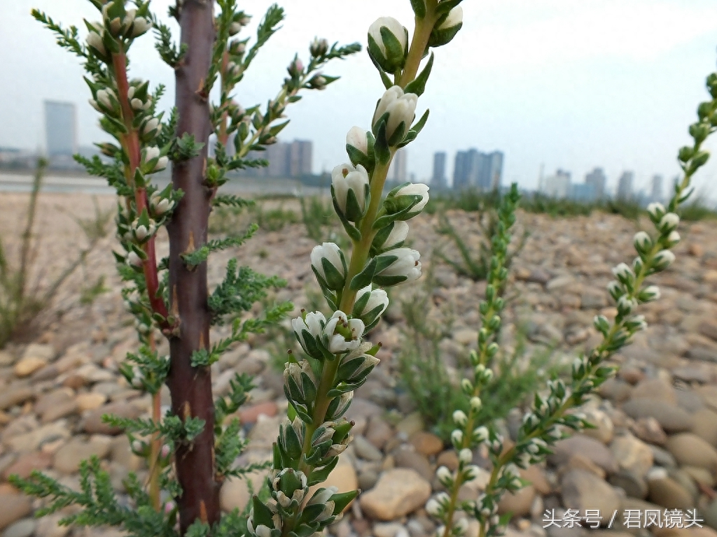 珍稀植物:疏花水柏枝