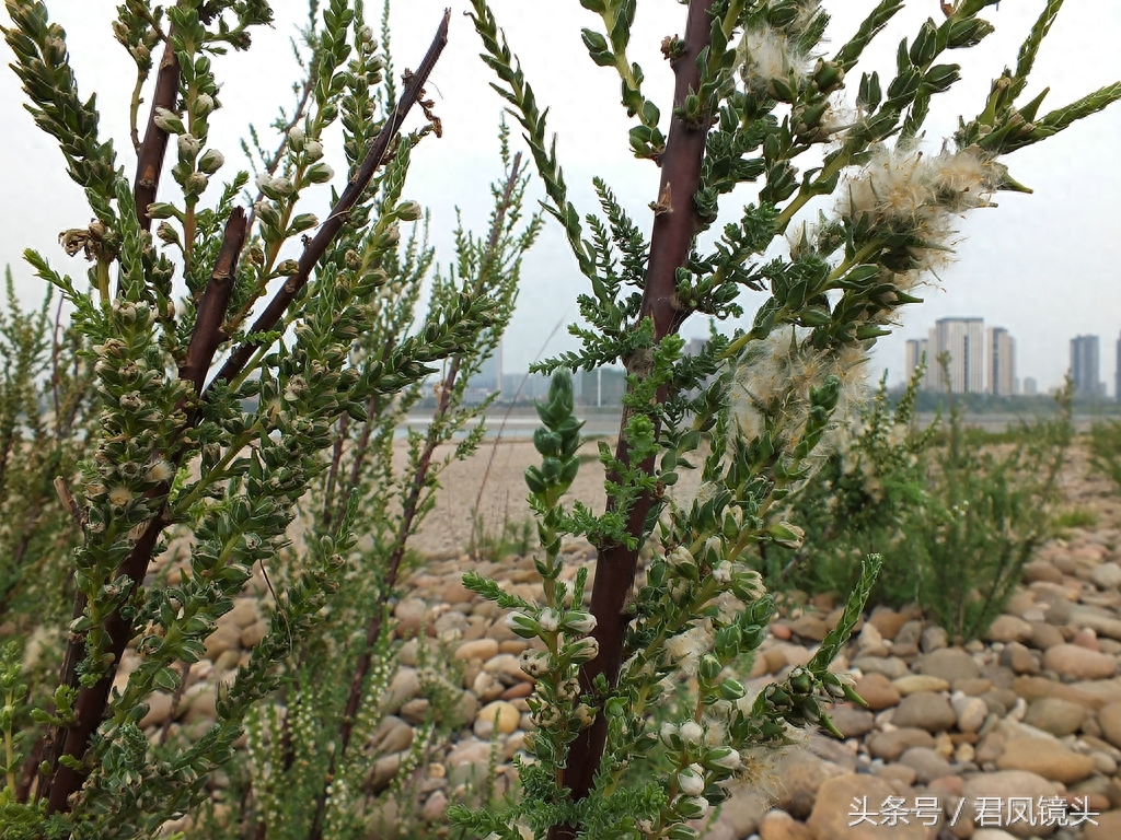 珍稀植物:疏花水柏枝