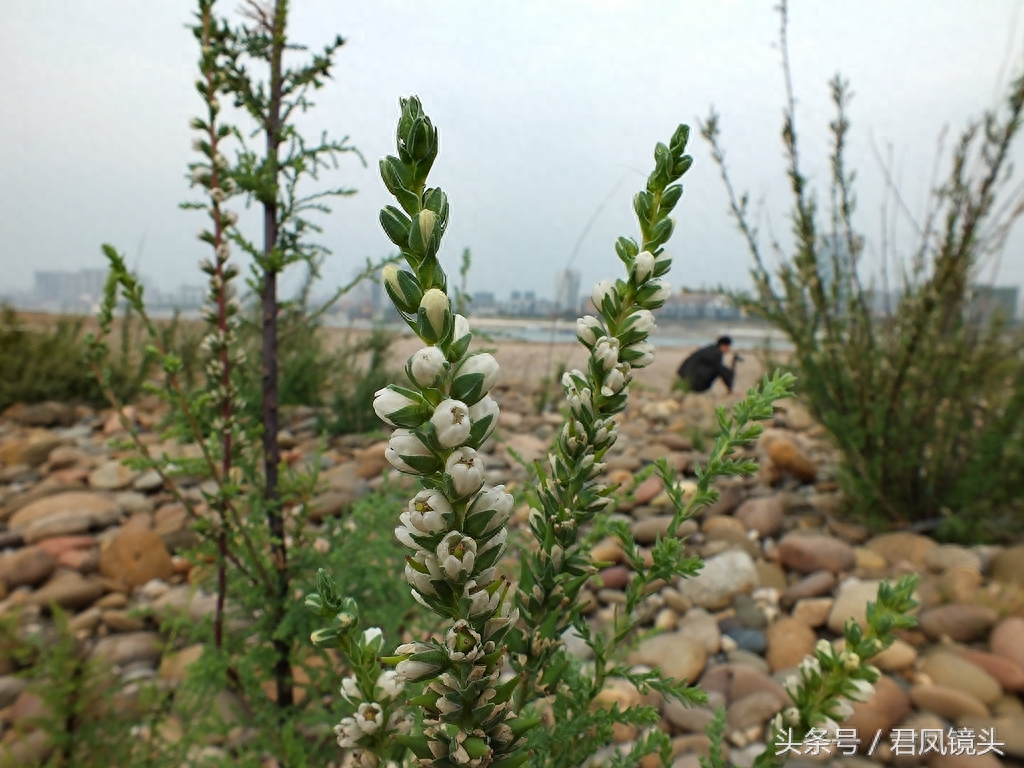 珍稀植物:疏花水柏枝