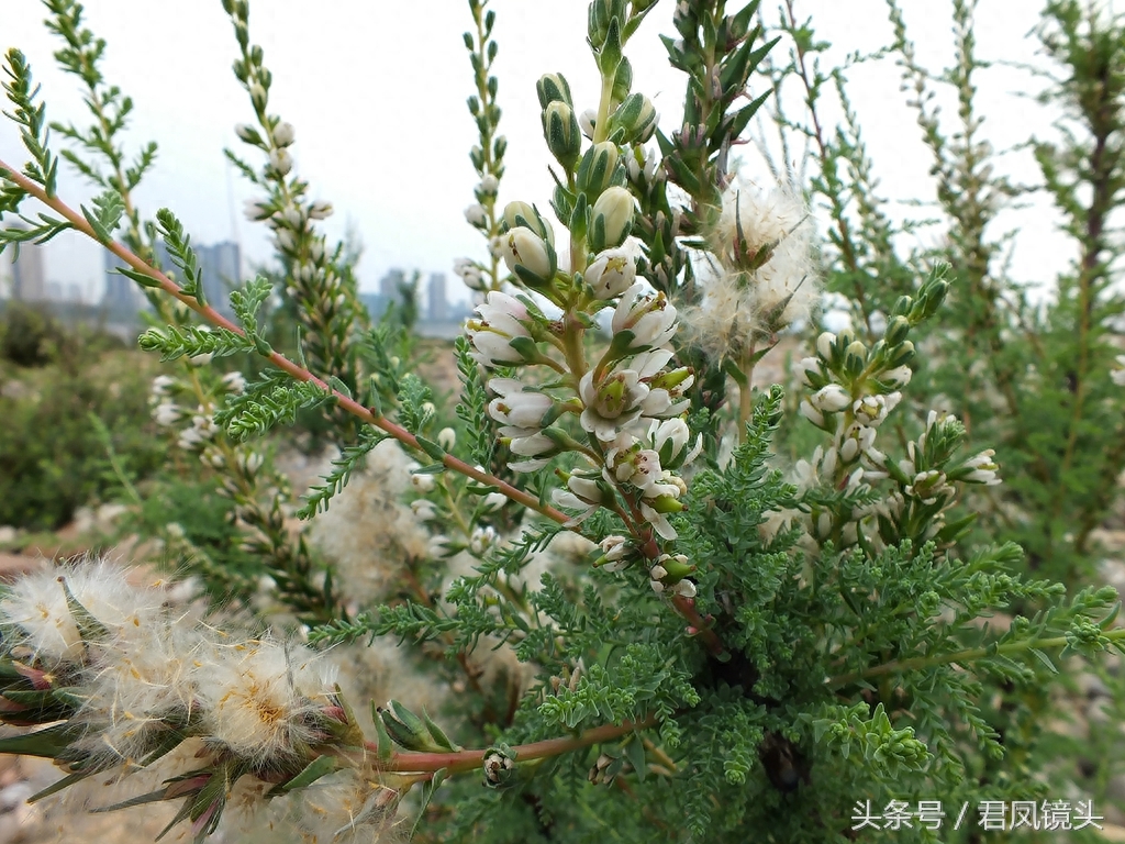 珍稀植物:疏花水柏枝