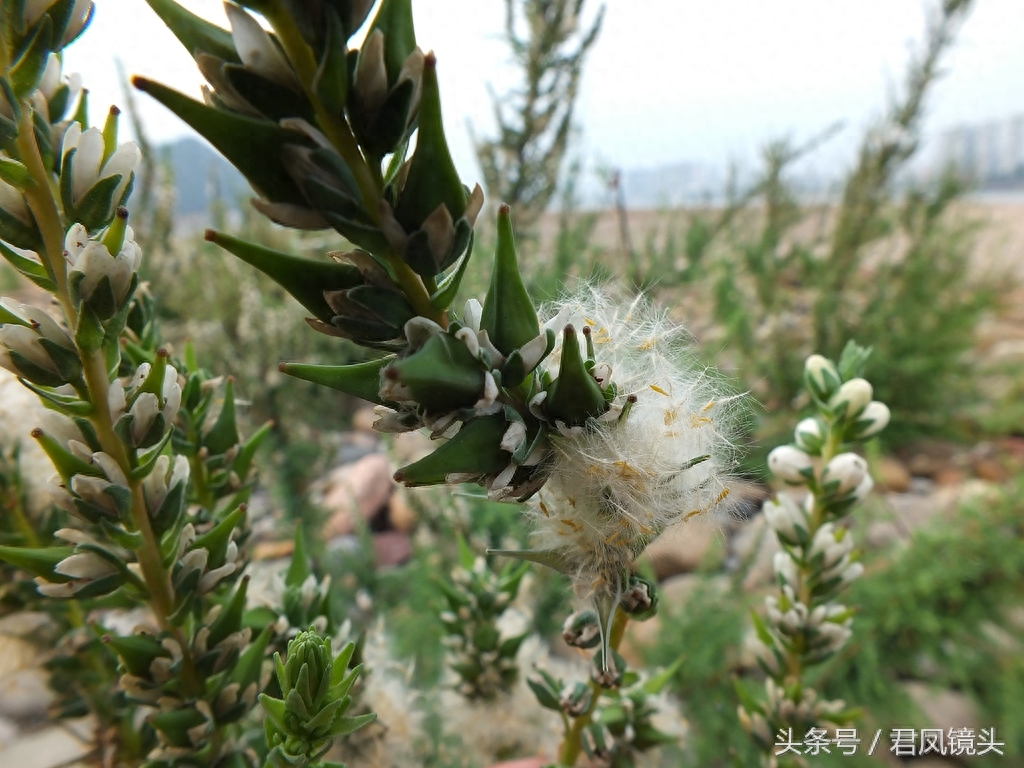 珍稀植物:疏花水柏枝