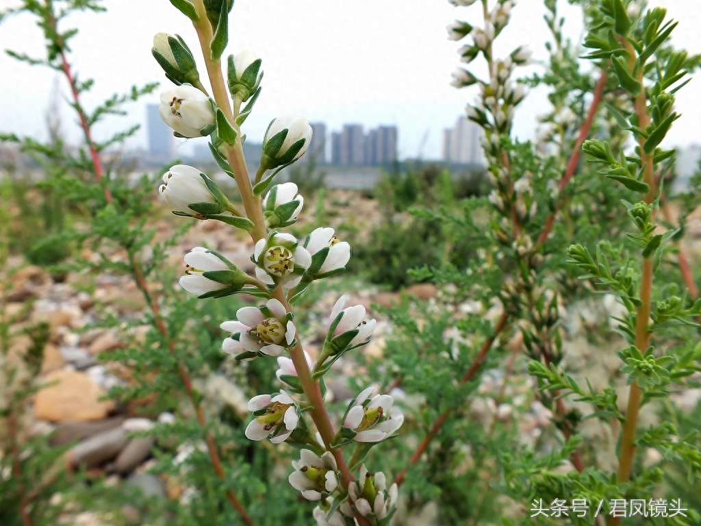珍稀植物:疏花水柏枝