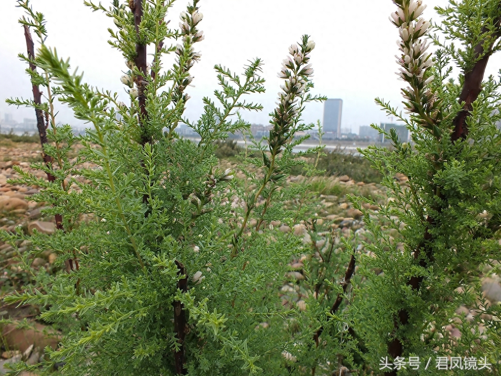 珍稀植物:疏花水柏枝