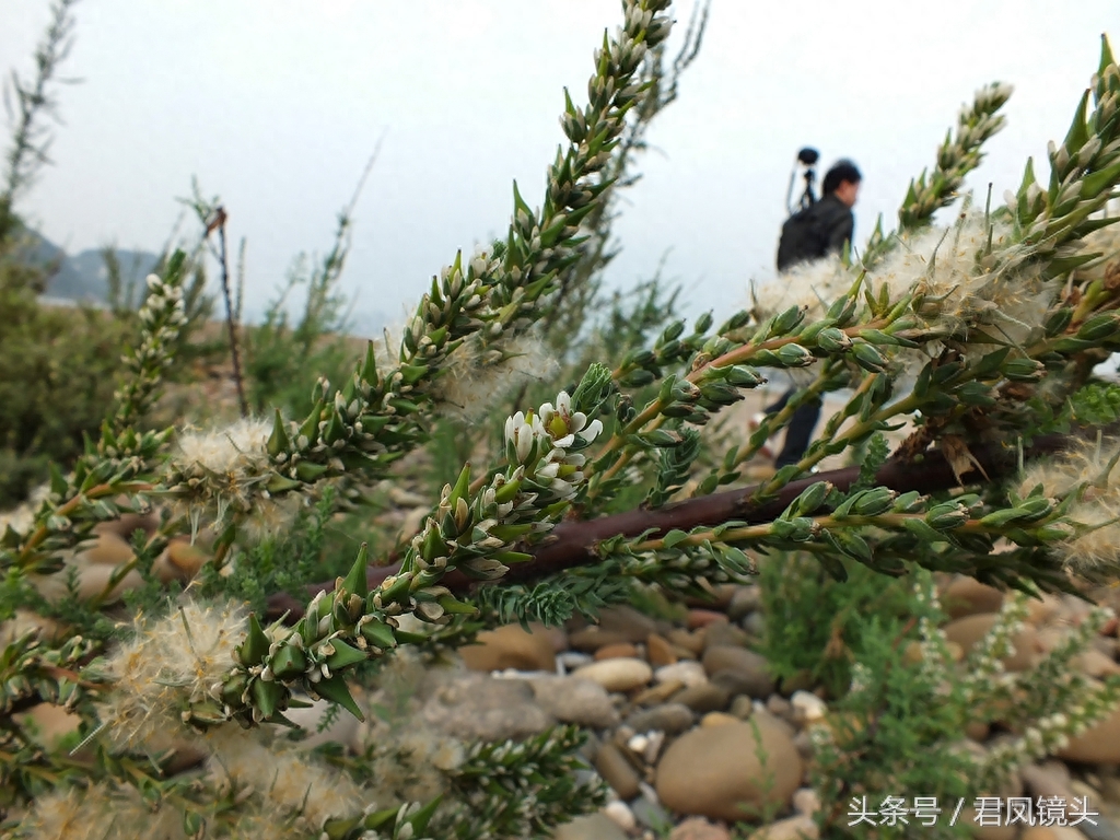 珍稀植物:疏花水柏枝