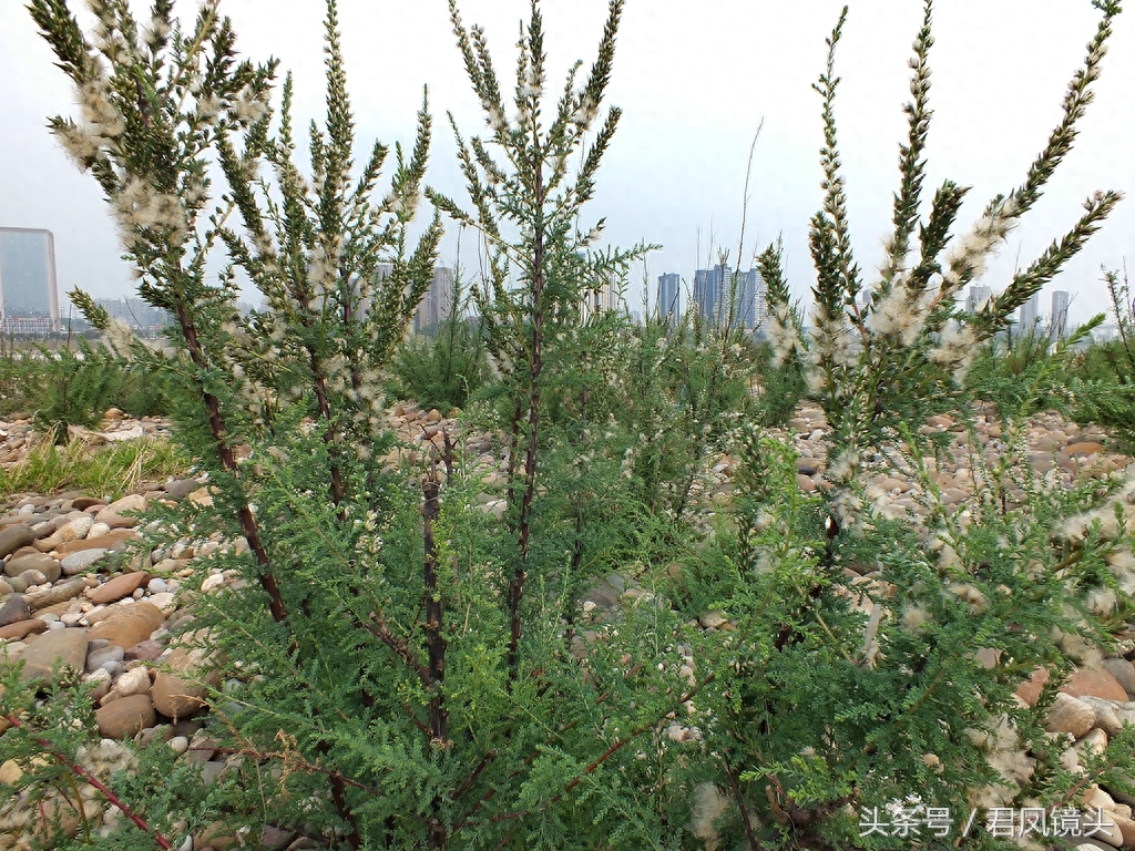 珍稀植物:疏花水柏枝