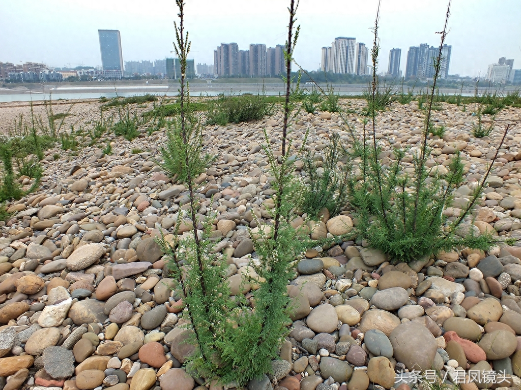 珍稀植物:疏花水柏枝