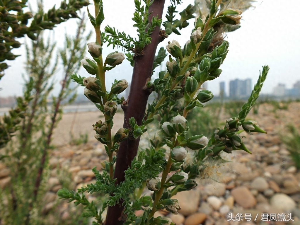 珍稀植物:疏花水柏枝