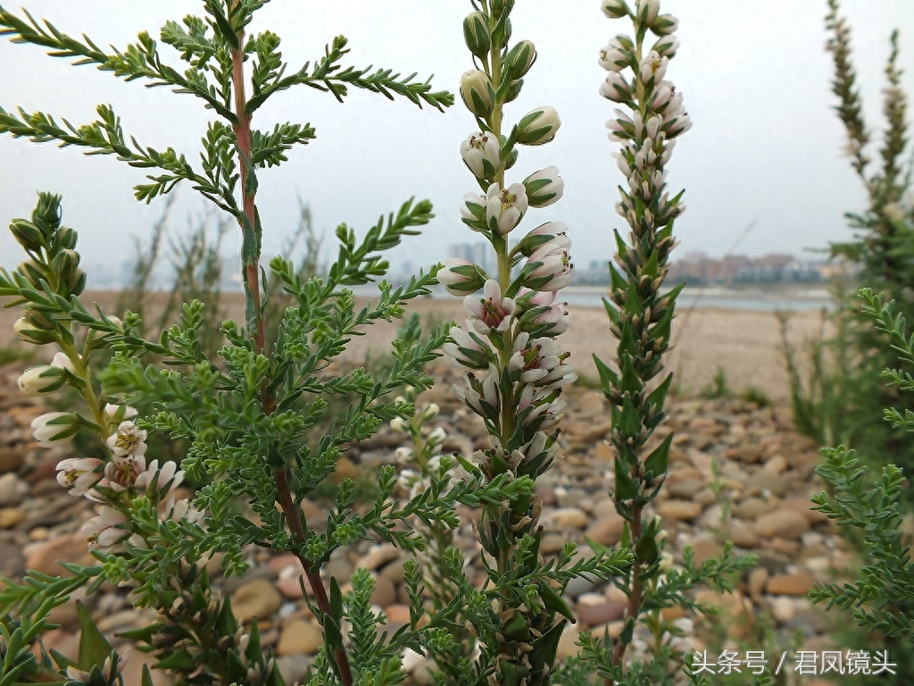 珍稀植物:疏花水柏枝