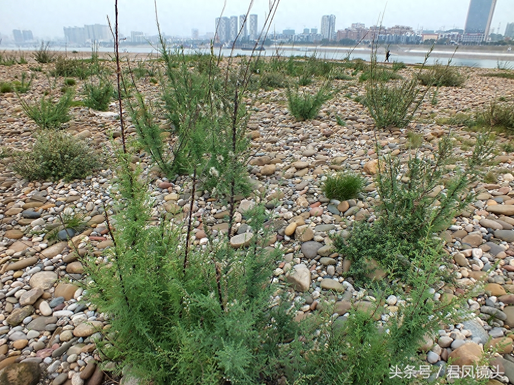 珍稀植物:疏花水柏枝
