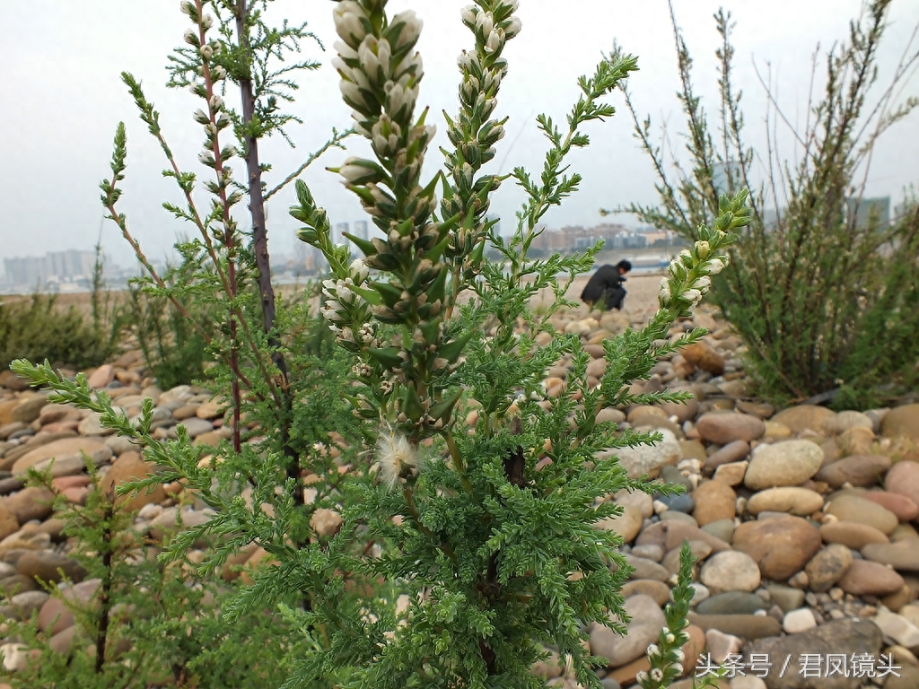 珍稀植物:疏花水柏枝
