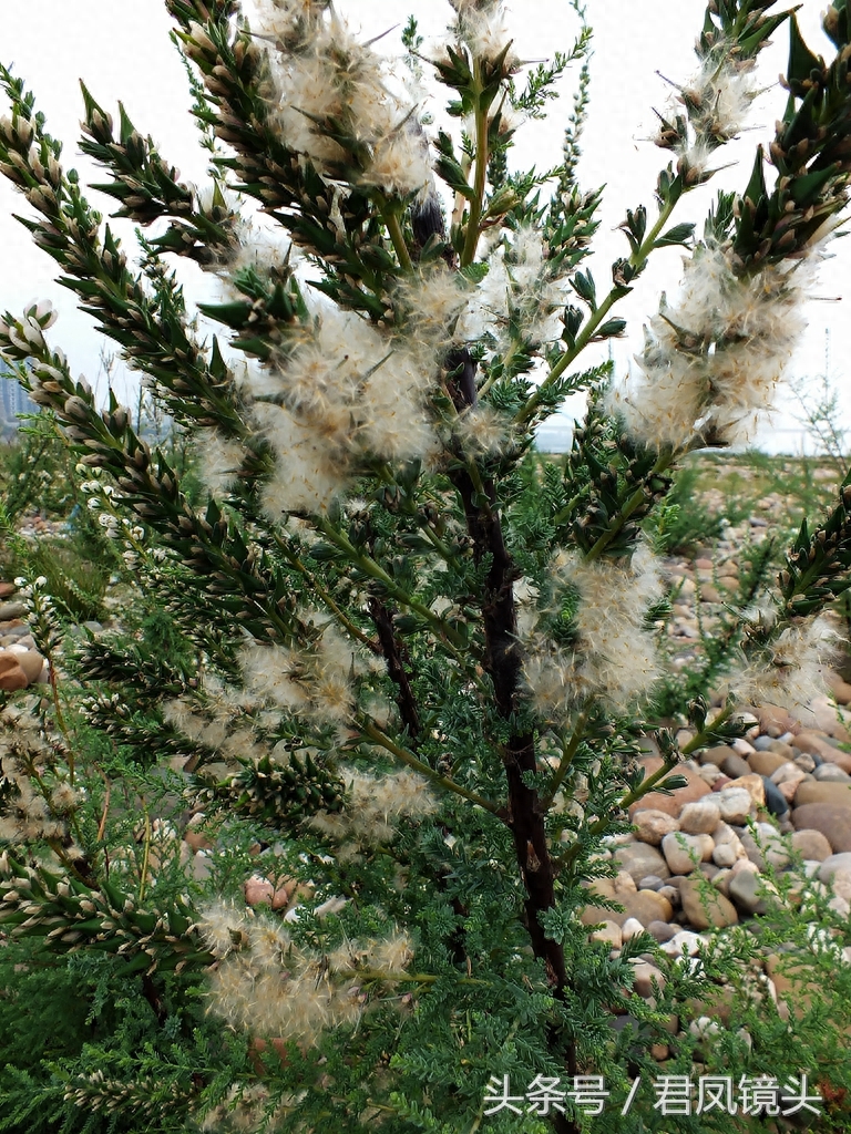 珍稀植物:疏花水柏枝