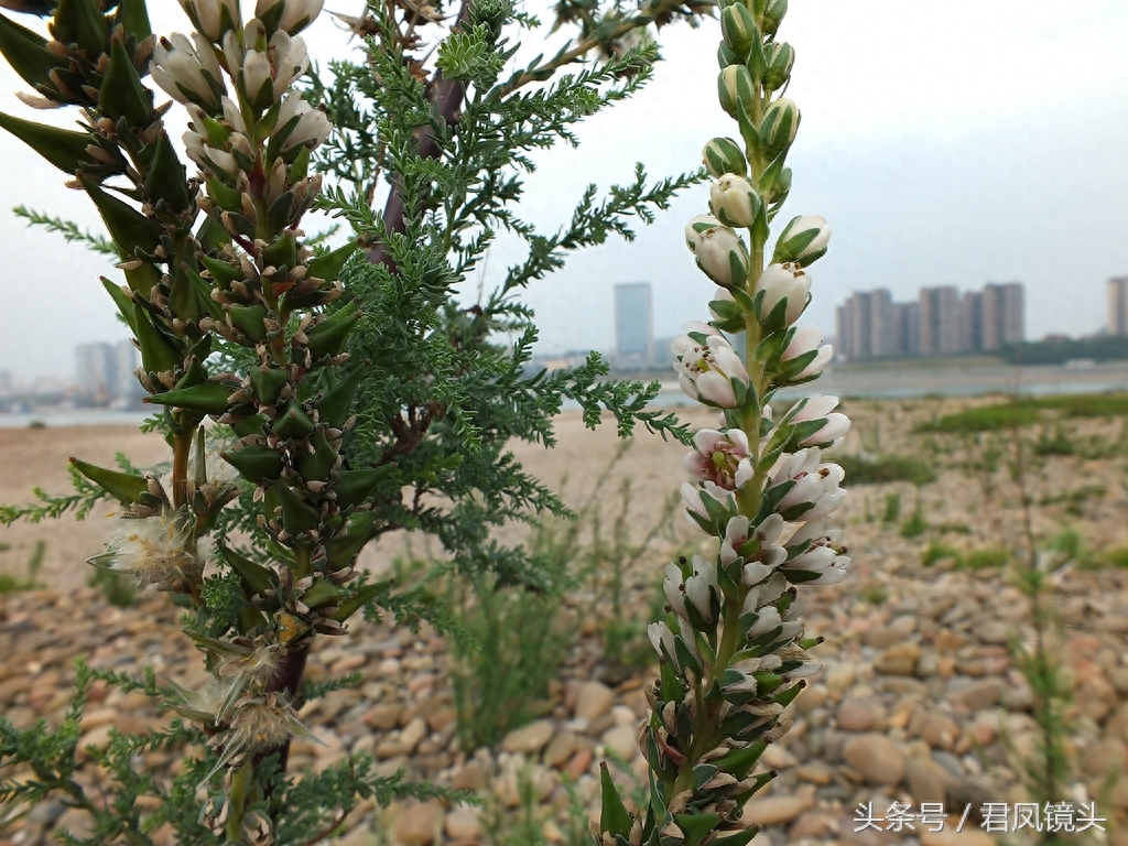 珍稀植物:疏花水柏枝
