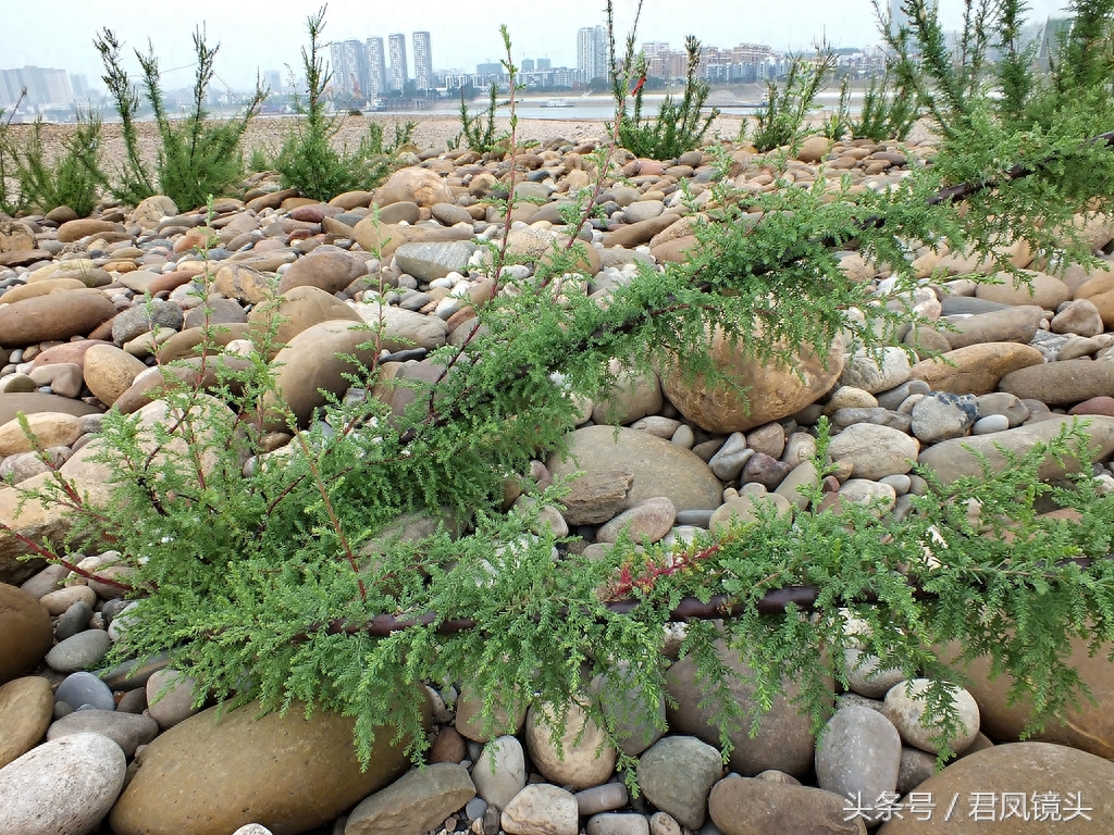 珍稀植物:疏花水柏枝