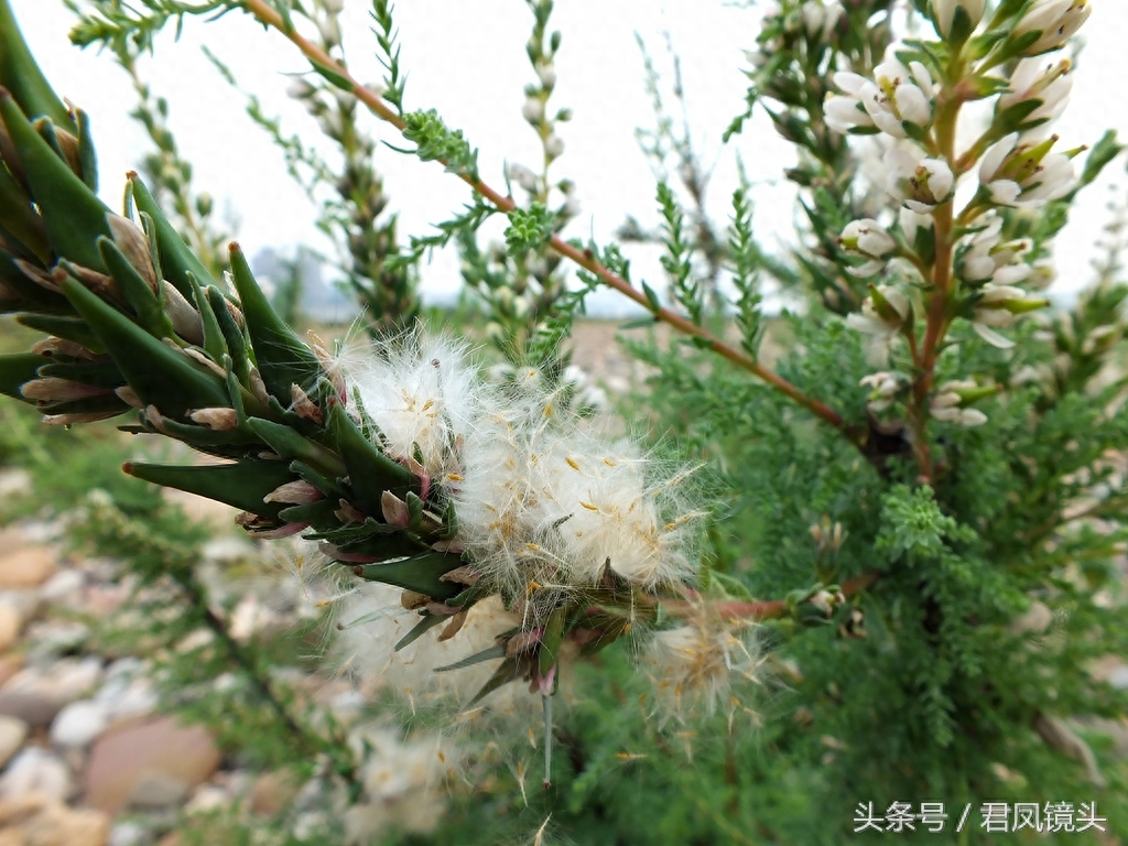 珍稀植物:疏花水柏枝