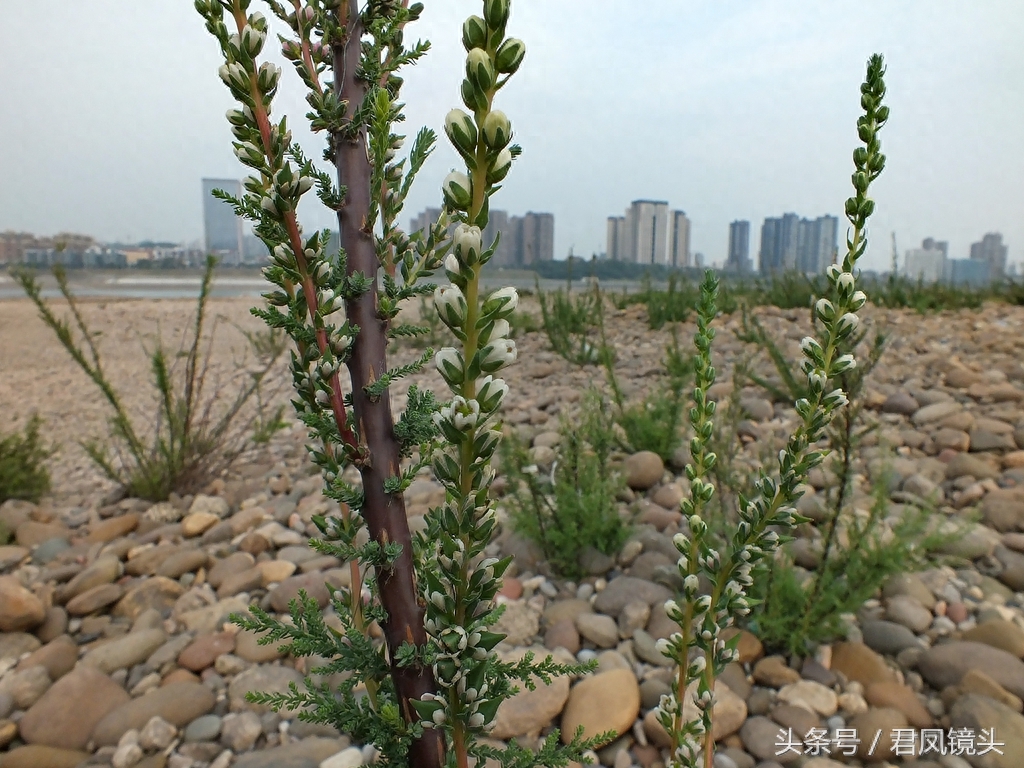 珍稀植物:疏花水柏枝