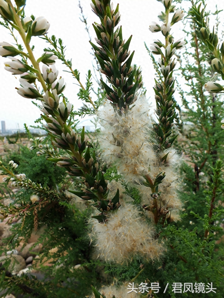 珍稀植物:疏花水柏枝