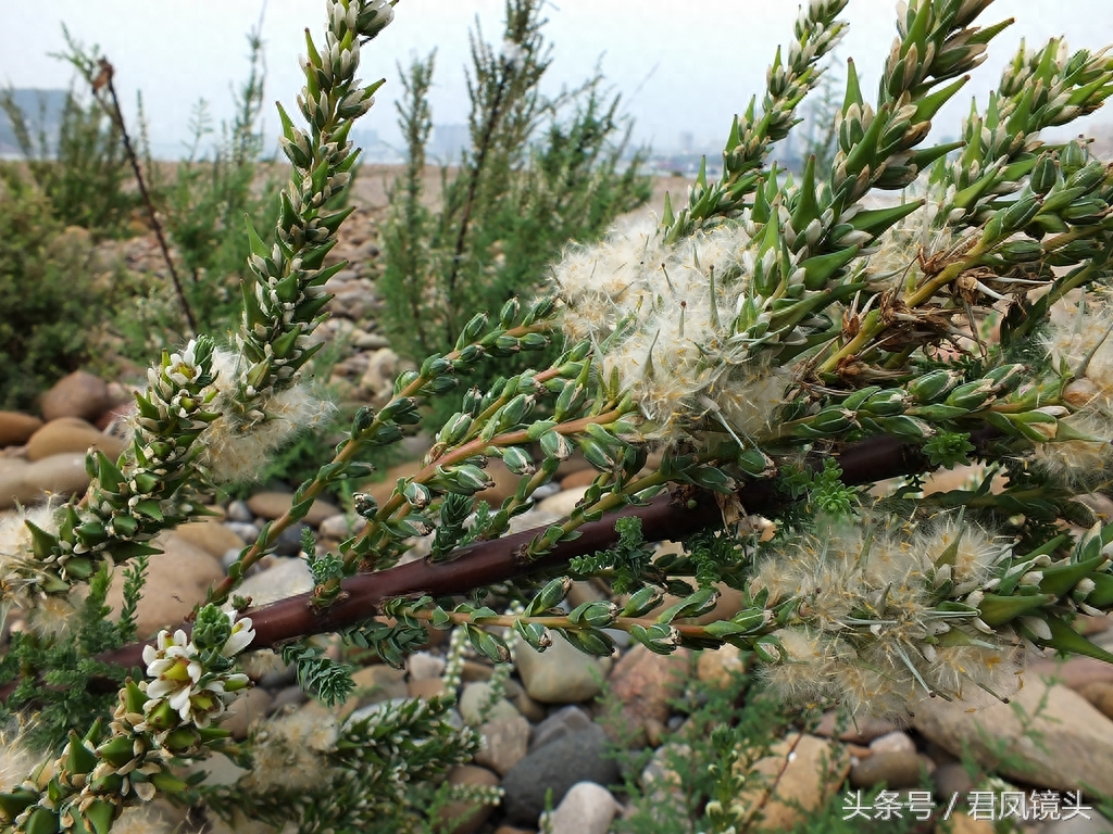 珍稀植物:疏花水柏枝