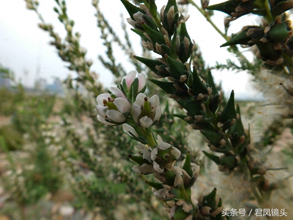 珍稀植物:疏花水柏枝