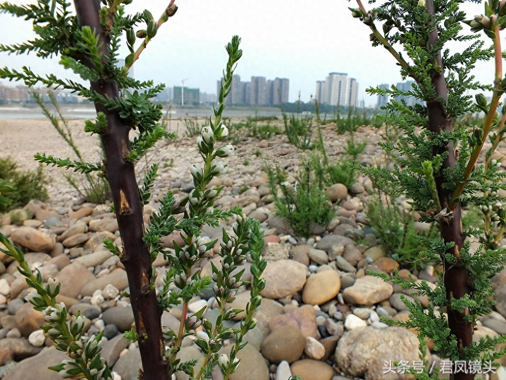 珍稀植物:疏花水柏枝