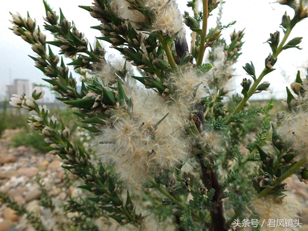 珍稀植物:疏花水柏枝