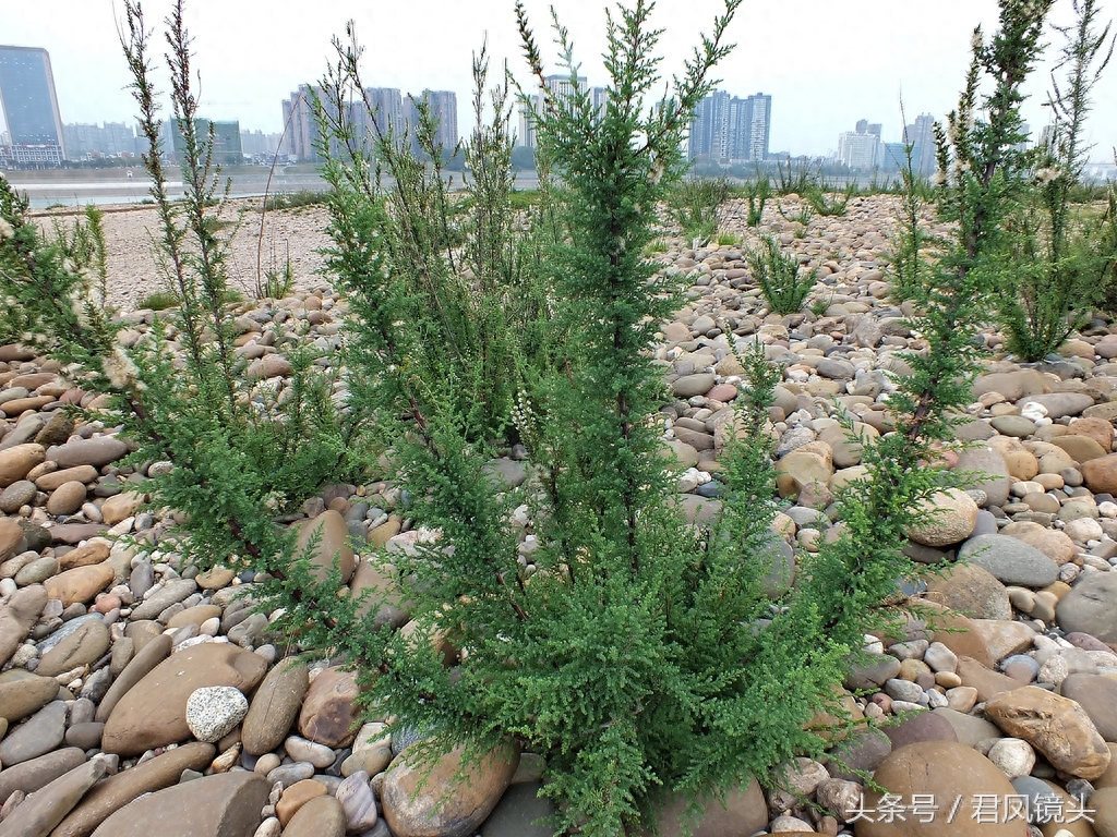 珍稀植物:疏花水柏枝
