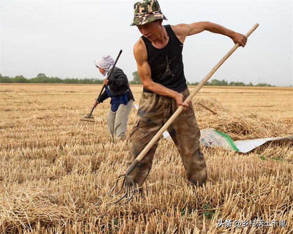 什么时候收麦子(收麦子的季节叫什么)