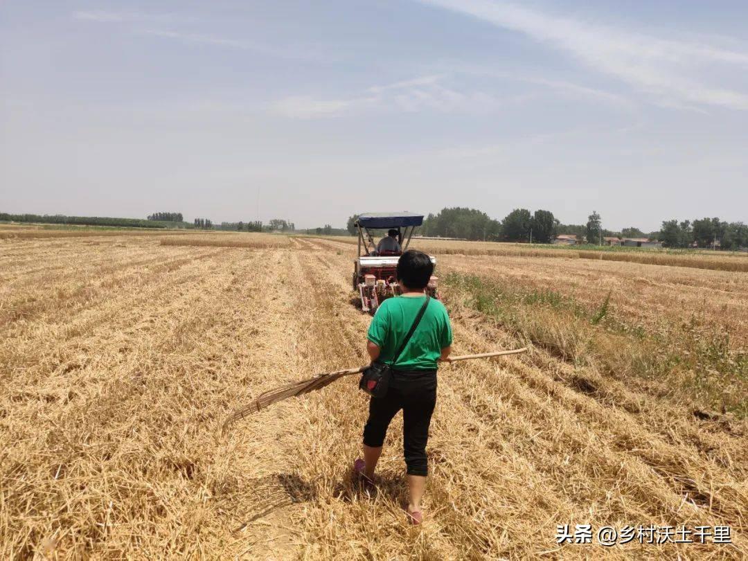 什么时候收麦子(收麦子的季节叫什么)