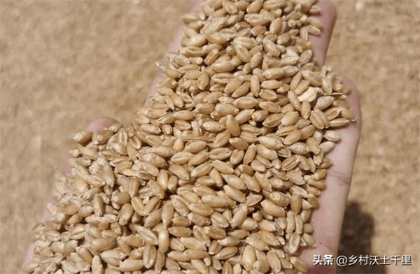 什么时候收麦子(收麦子的季节叫什么)