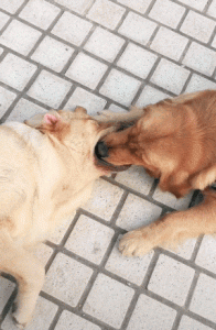 ​狗狗之间交配，一般有这些方式