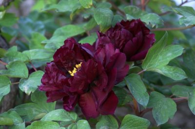 ​青龙卧墨池别名黑牡丹，花浅墨紫色，繁叶茂，花大香浓