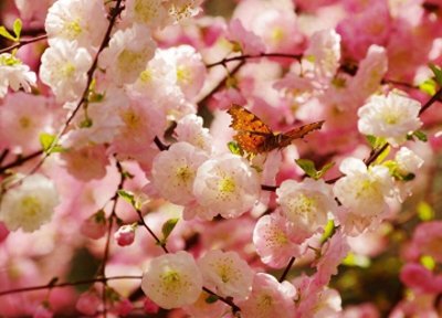 ​三春过后诸芳尽，开到荼蘼花事了——荼蘼，末路之美，永昼繁华