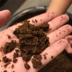 ​自然科普  宝藏独角仙宝宝“吃的是腐植土，拉的是营养土”