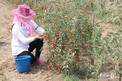 ​都兰，柴达木盆地上的“绿色粮仓”